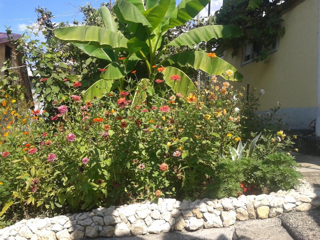 a garden with flowers and plants in a yard at Guesthouse on Kabardinskaya 139a in Gagra