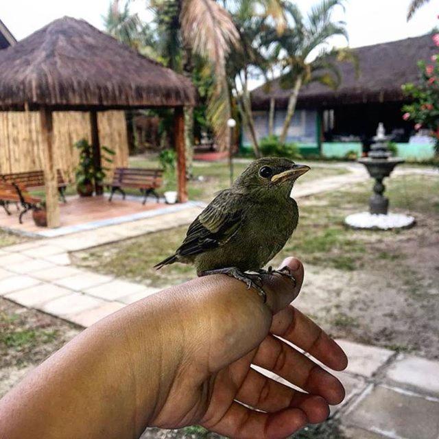 Animais in lodge ou nos arredores