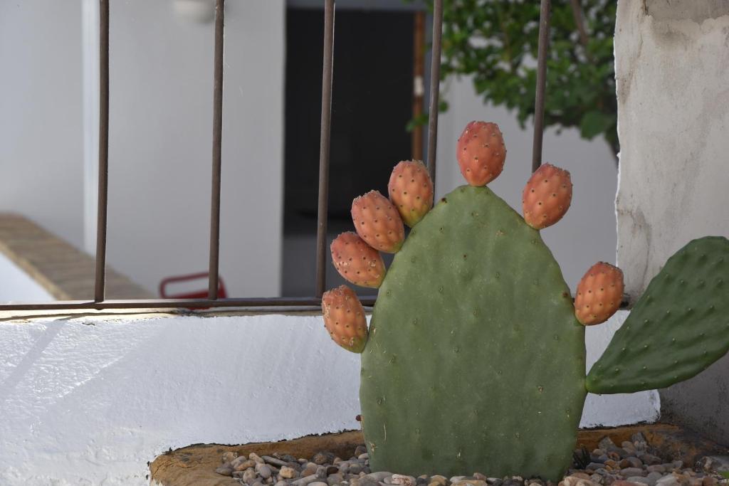 Fotografie z fotogalerie ubytování Casa Almara v destinaci Espejo