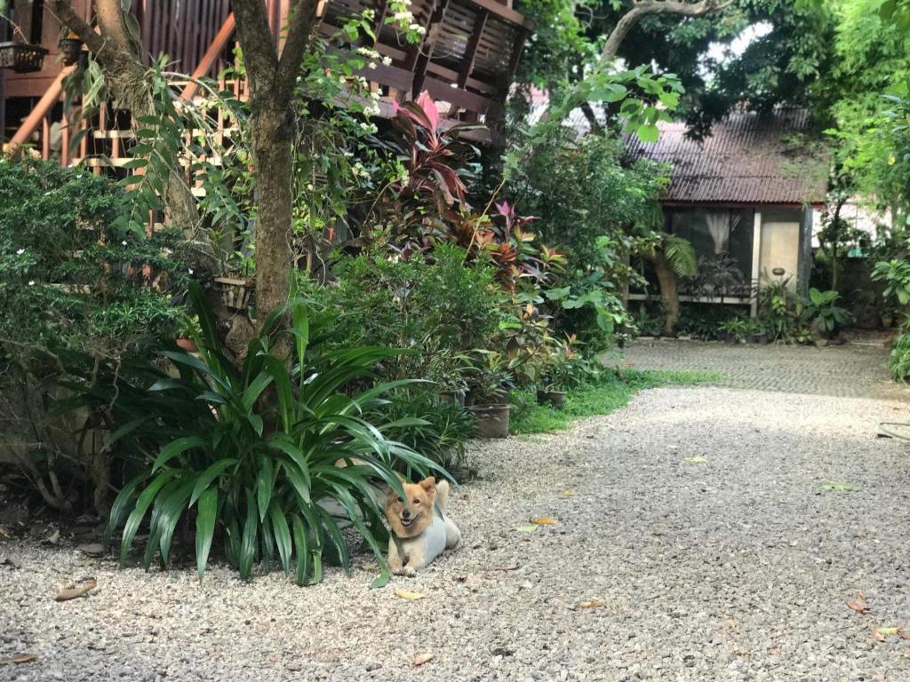 a cat sitting on the ground next to a plant at Baan Songjum in Chiang Mai