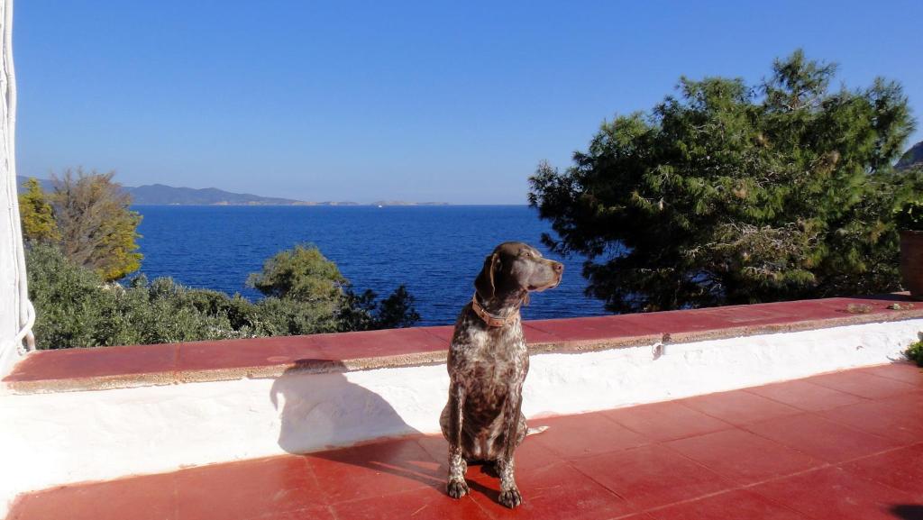 a dog standing on a balcony looking out at the water at Tramontana in Hydra