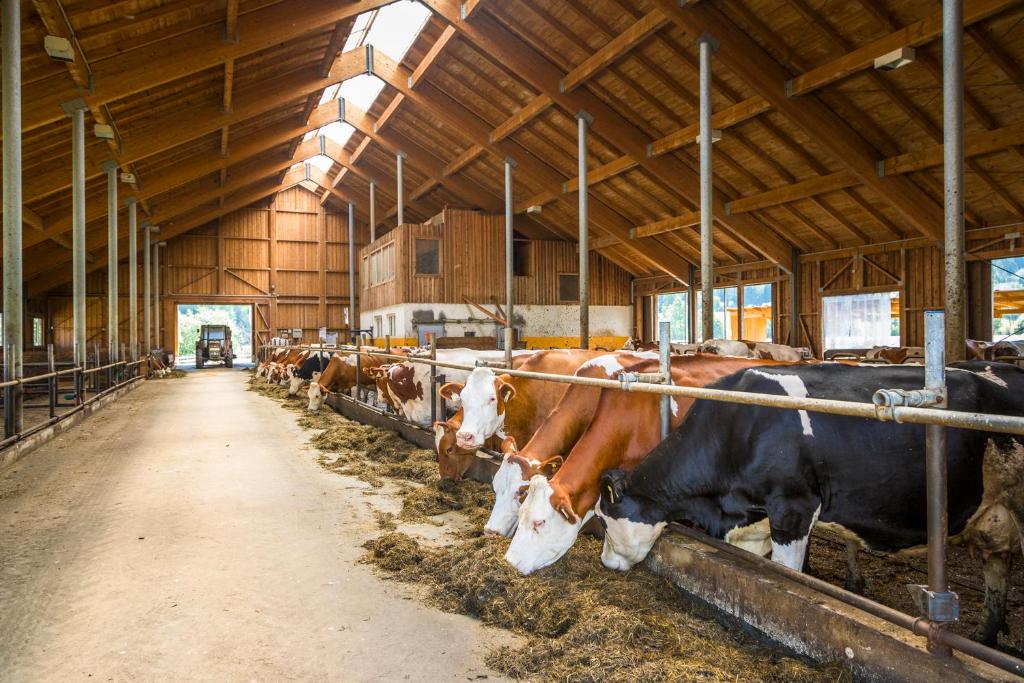 a group of cows in a barn eating hay at Urbangut in Sankt Michael im Lungau