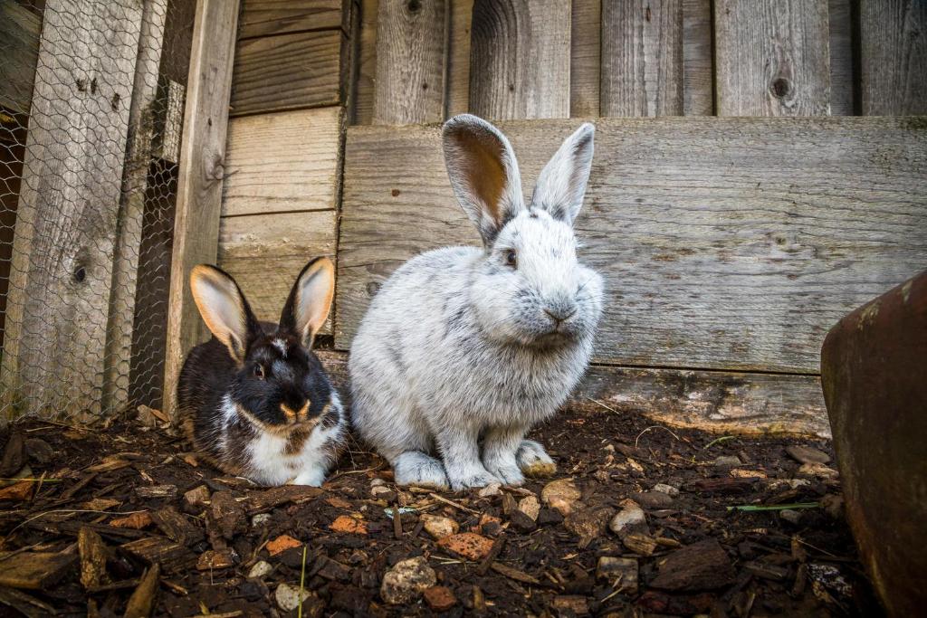 two rabbits are standing next to a wooden fence at Urbangut in Sankt Michael im Lungau