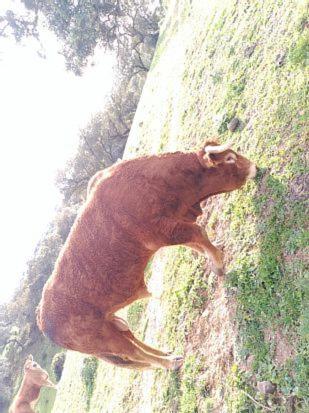 Animales en el apartamento o alrededores