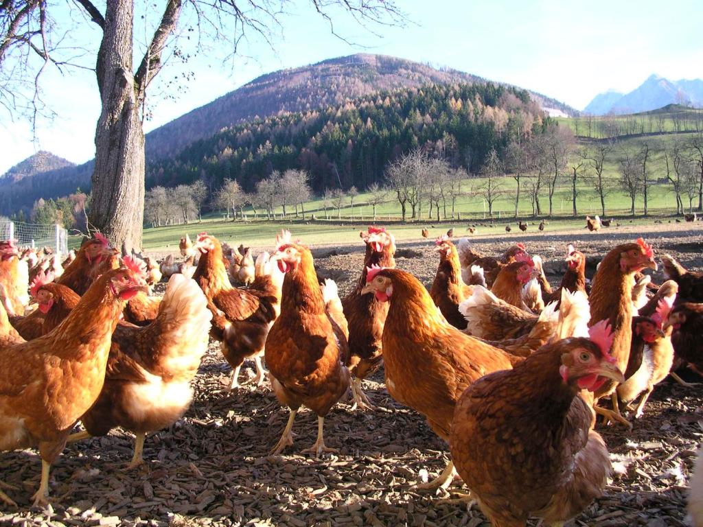 Zvieratá na farme alebo blízkom okolí