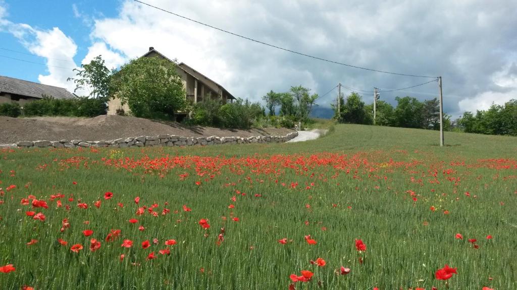 un campo di fiori rossi in un campo verde di gîte "au pied de Cristayes " a Gap