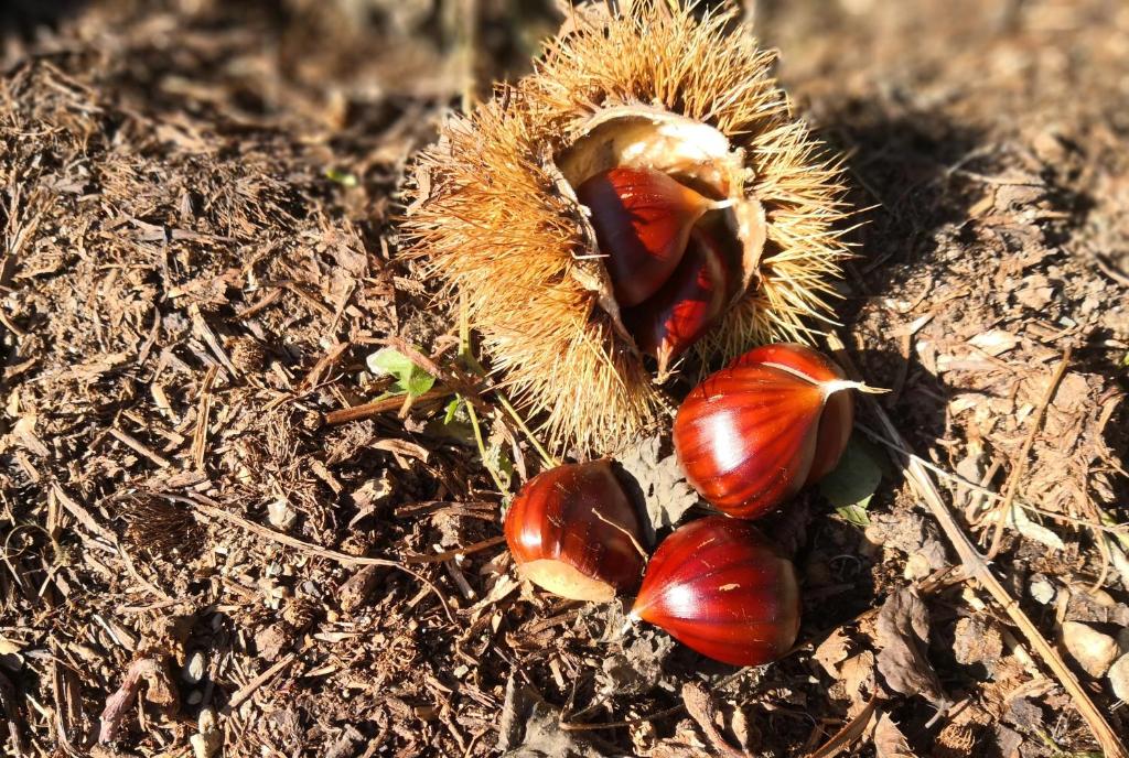 a group of chestnuts laying on the ground at La tana del riccio in San Sisto dei Valdesi