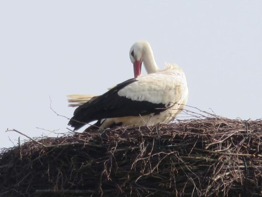 um pássaro sentado em cima de um ninho em Ferienwohnung am Sandwater em Ihlow