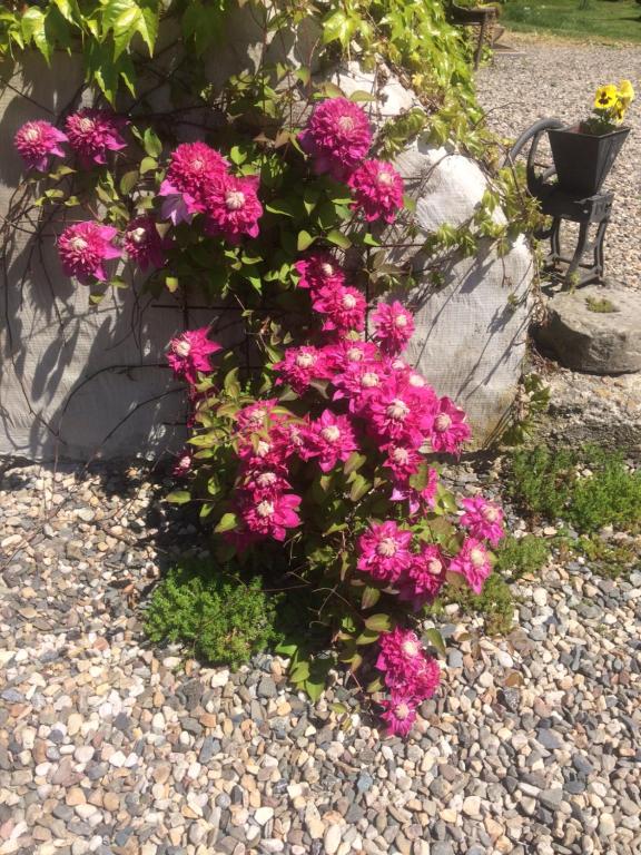 Zahrada ubytování Holiday Home Usedlost Nový Svět