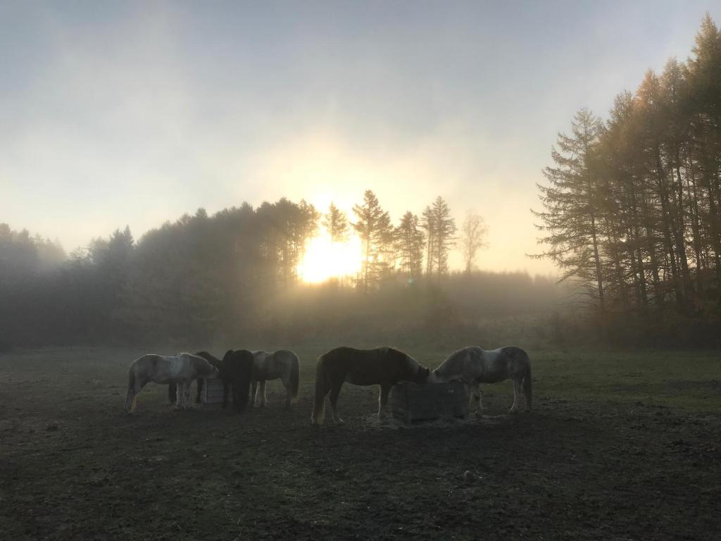 a group of horses grazing in a field with the sunset in the background at Hallamölla Gård in Brösarp