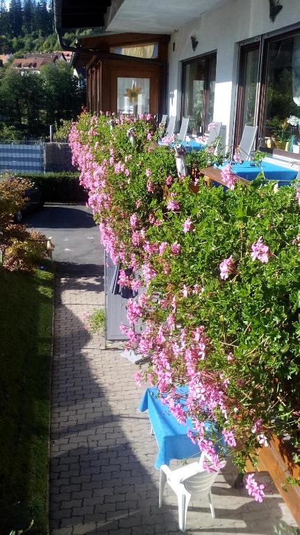 Zahrada ubytování Pension Brix