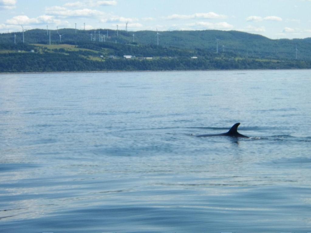 a dolphin swimming in a large body of water at La Maison entre Mer Montagnes in Cap-Chat