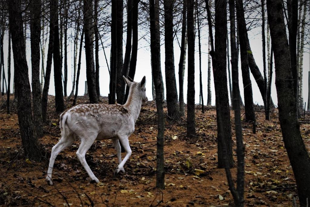 Fotografia z galérie ubytovania Dom Wędkarza - Chata Wędkarza v destinácii Sobiechy