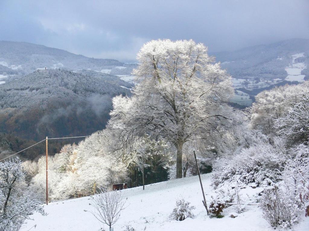 a snow covered tree on top of a mountain at Gîte la Sapinière in Labaroche