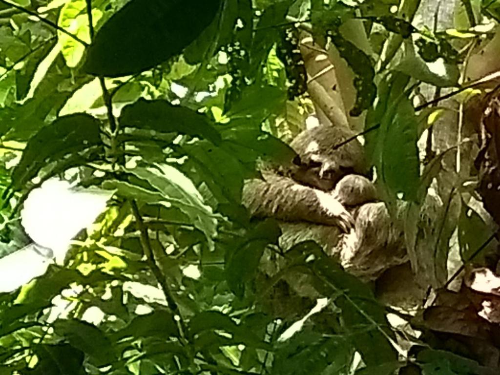 a stuffed koala bear sleeping in a tree at Bangalô no alto da colina no Villas do Pratagy - Maceió in Maceió