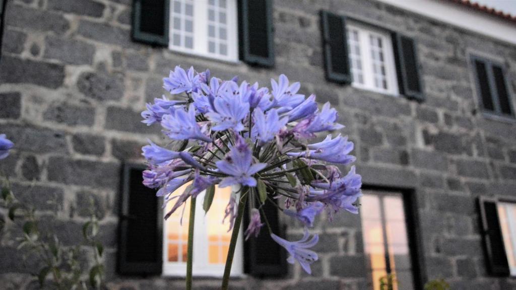 a bouquet of purple flowers in front of a building at BELO CAMPO - Ilha do Faial (Horta) in Castelo Branco