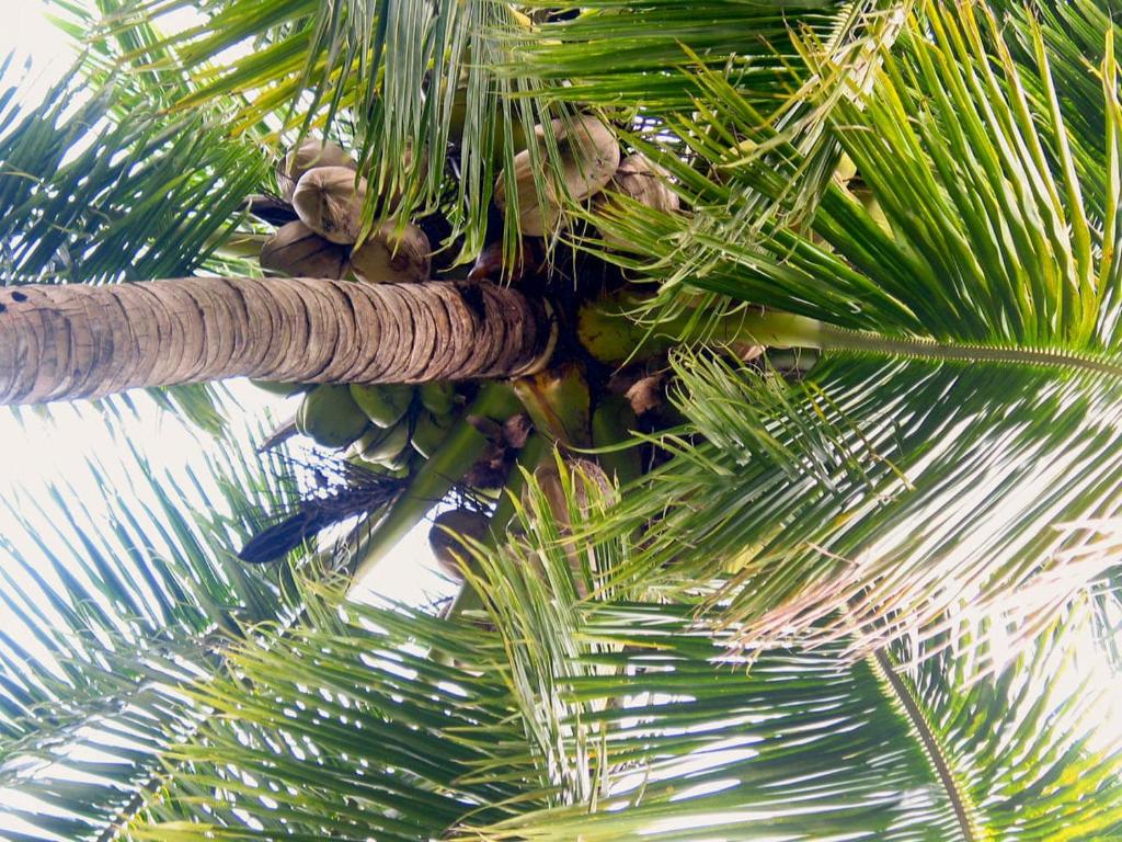 a bunch of green leaves on a palm tree at SiBoya Bungalows in Siboya