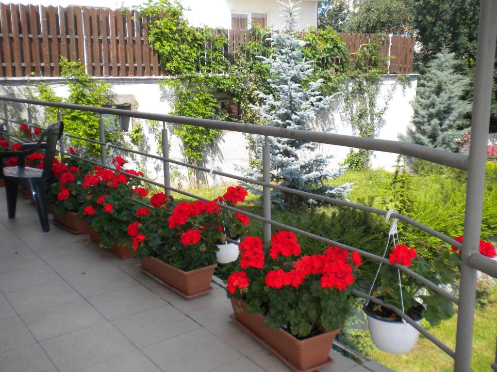 Zahrada ubytování Pension Cluj