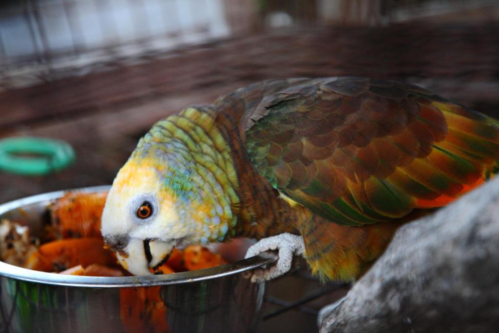 a colorful bird eating food out of a bowl at Young Island Resort in Kingstown