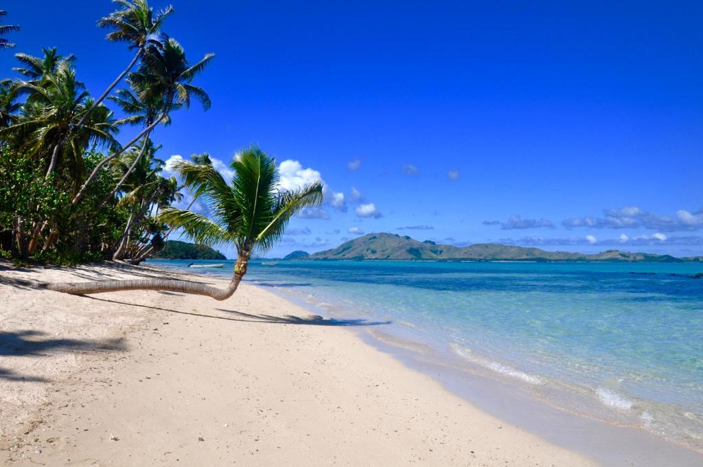 Coconut Beach Resort في Tavewa: نخلة على شاطئ مع المحيط