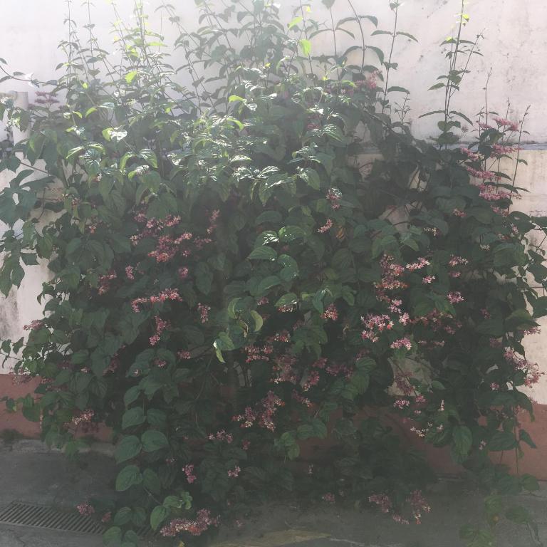  Pousada Bertioga