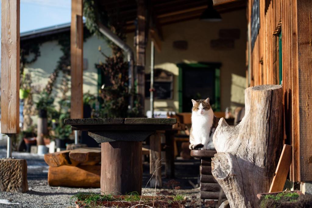 Domácí mazlíčci ubytovaní s hosty v ubytování "Ottendorfer Hütte" - Bergwirtschaft