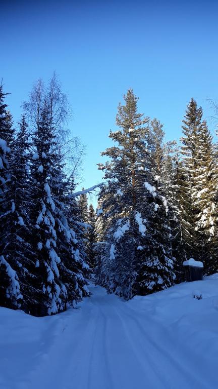 The Old Logging Camp v zimě