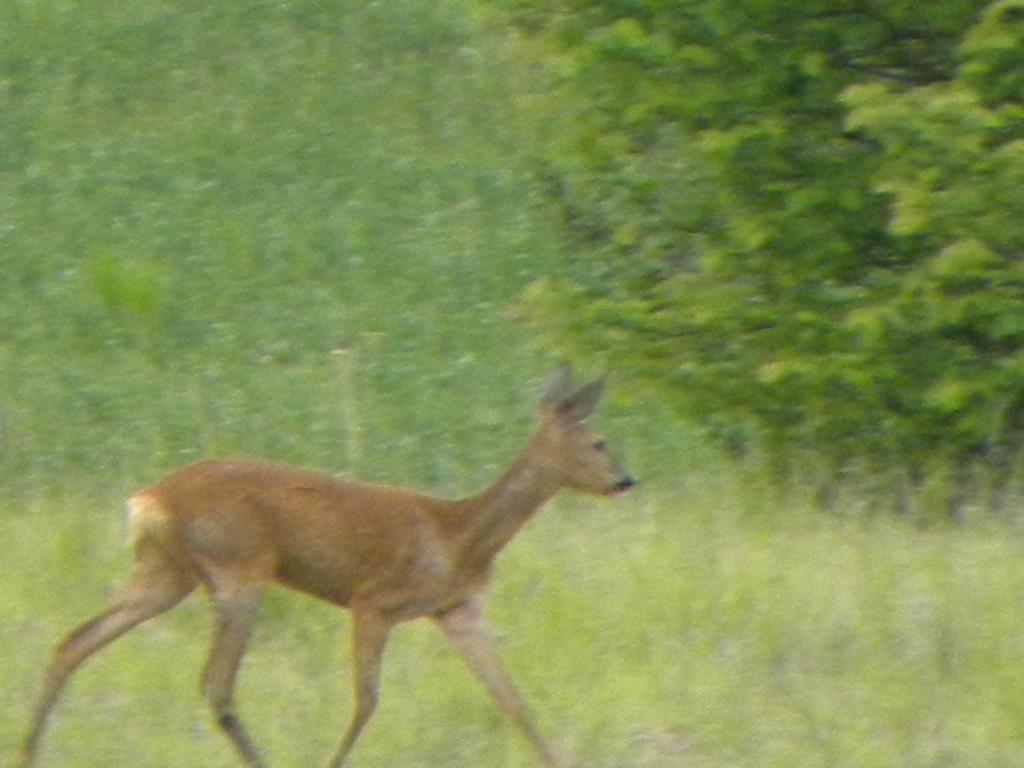 a deer walking through a field of grass at Taillefer in Saint Paul de Loubressac