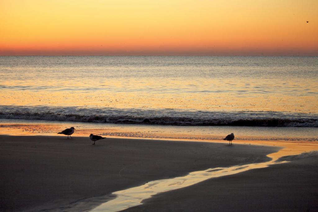 two birds standing on the beach at sunset at Marina Inn at Grande Dunes in Myrtle Beach