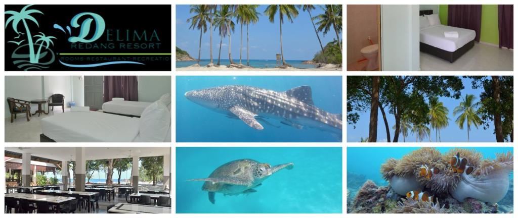 a collage of photos with a dolphin swimming in the ocean at Delima Redang Resort in Redang Island