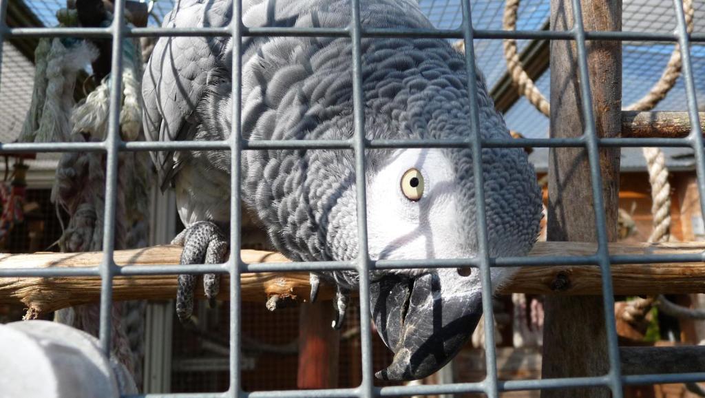 Un pappagallo è seduto in una gabbia di Ferienwohnung Frau Holle a Witzenhausen
