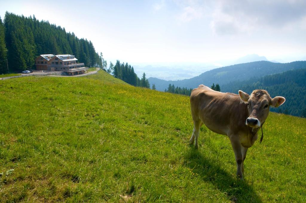 Zvířata v hotelu nebo okolí