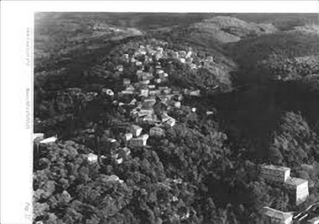 una foto en blanco y negro de un grupo de árboles en La Casa Di Nena en Vivo dʼOrcia