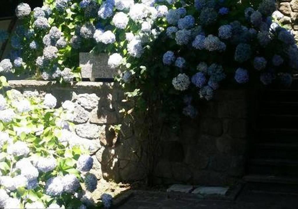 Vivo dʼOrciaにあるLa Villetta In Montagnaの青い花の塀