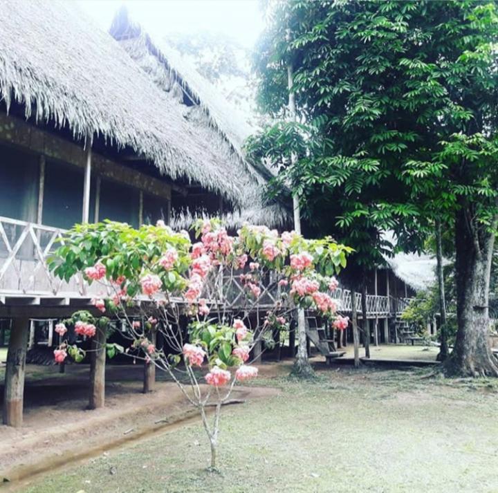 Giardino di Lodge Jungle Wolf Expeditions