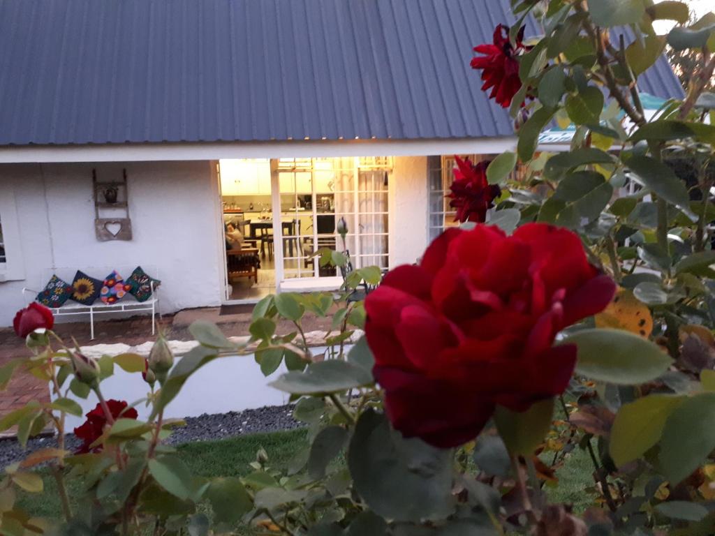 Honeysuckle Clarens - Suite