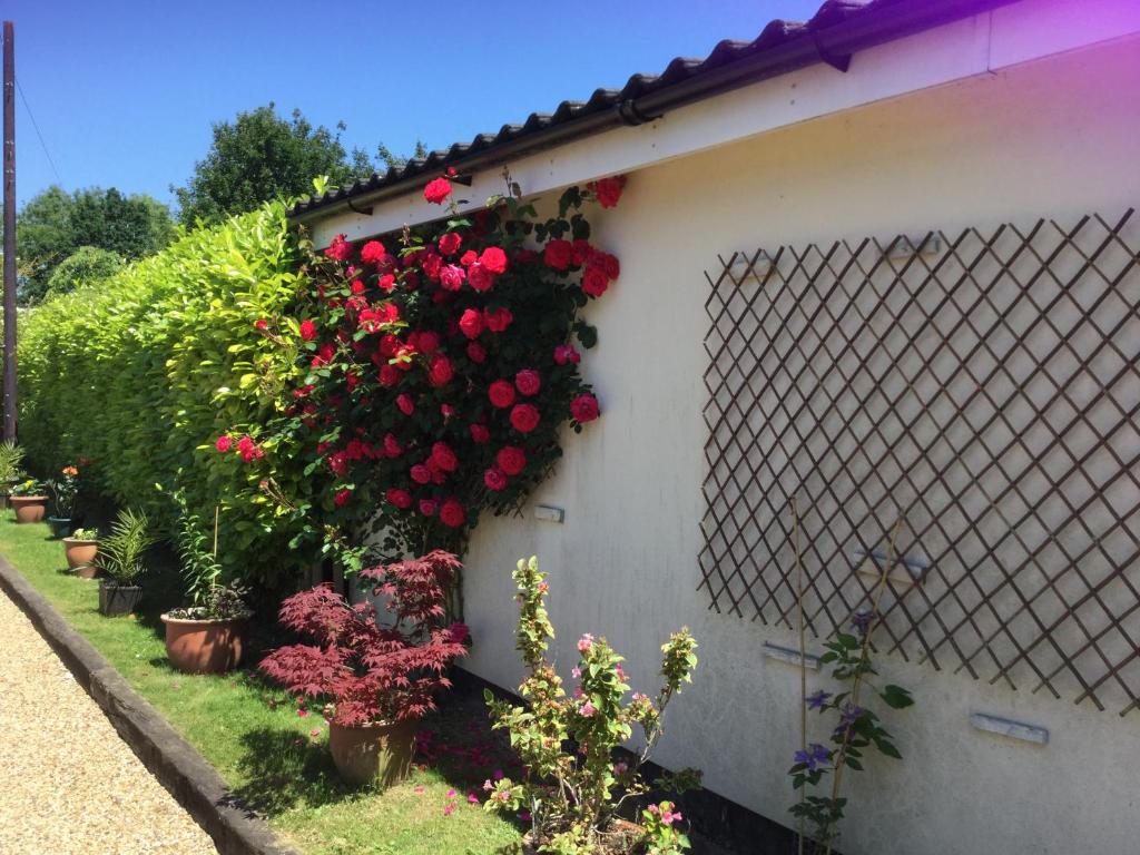 un jardín con rosas en una pared blanca en Eight ball house, en Southburgh