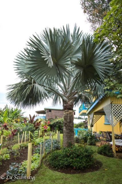 Giardino di Jacoway Inn