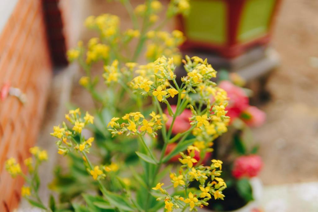 Phong Nha Love Homestay - 17