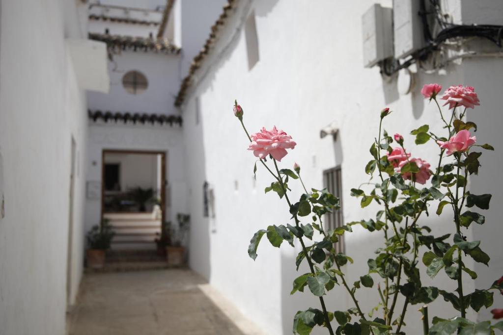 roślina z różowymi kwiatami obok białego budynku w obiekcie CASA AMARO w mieście Vejer de la Frontera