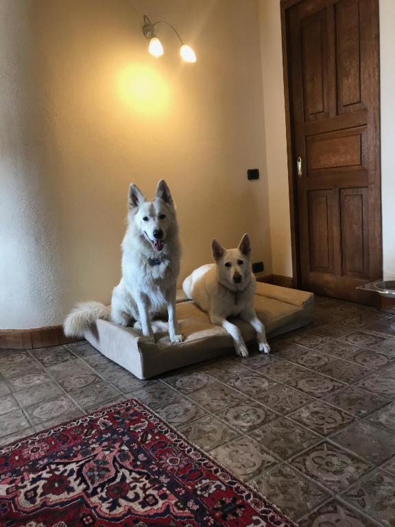 Domácí mazlíčci ubytovaní s hosty v ubytování Hotel Lyshaus