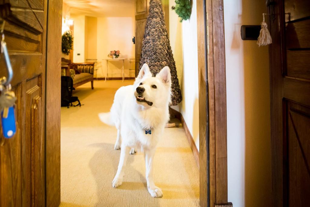 Domácí mazlíčci ubytovaní s hosty v ubytování Hotel Lyshaus