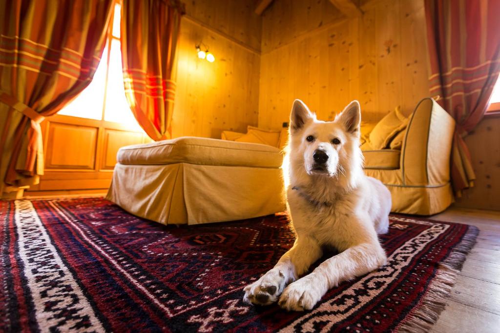 Domácí mazlíčci ubytovaní s hosty v ubytování Hotel Lyshaus