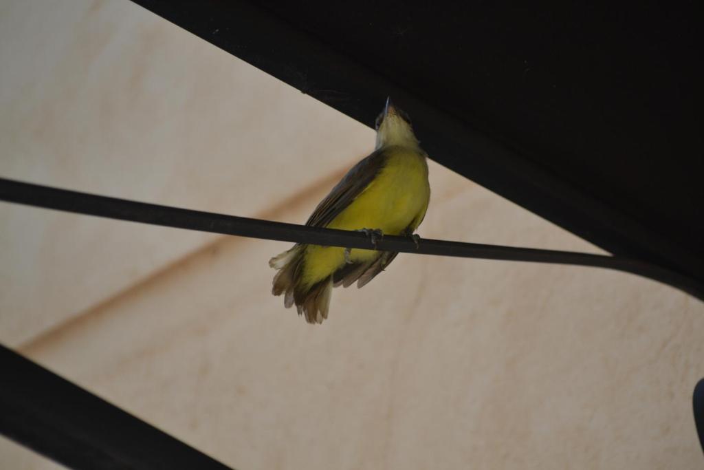  Pousada Acácia Amarela