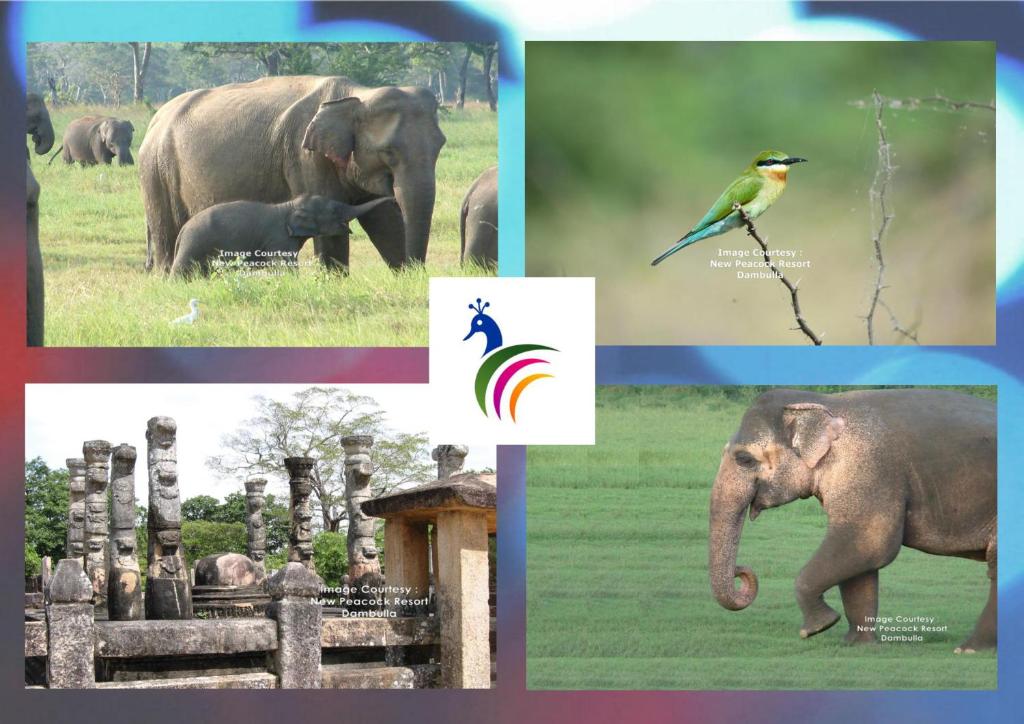 New Peacock Resort - 10