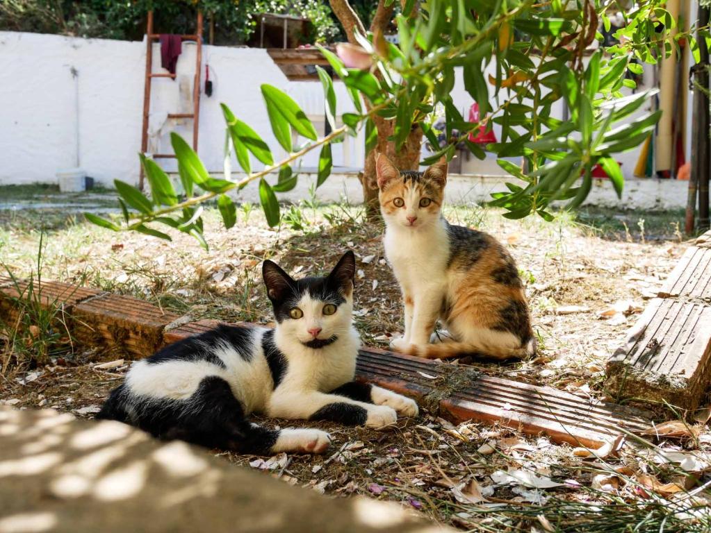 Domácí mazlíčci ubytovaní s hosty v ubytování Yiannis Apartments Agios Georgios Pagoi Corfu