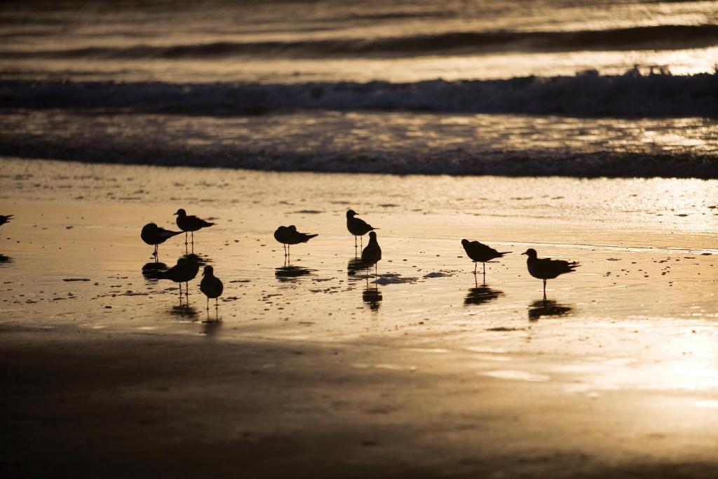 a group of birds standing on the beach at Marina Inn at Grande Dunes in Myrtle Beach