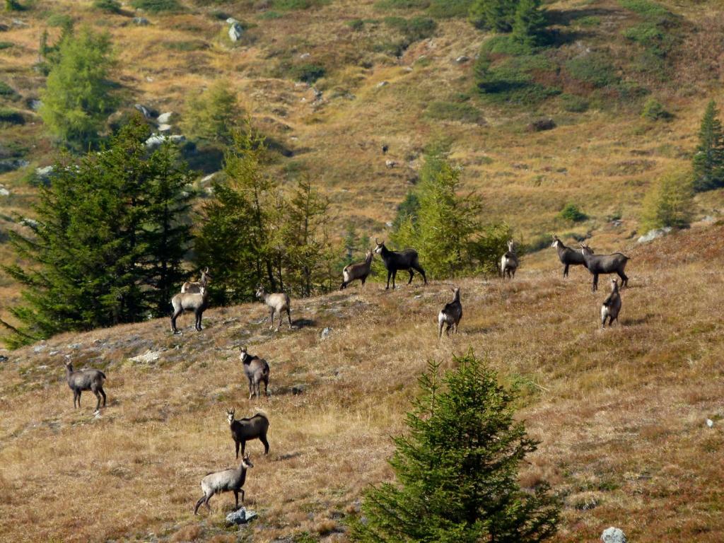 Zvieratá v apartmáne alebo blízkom okolí