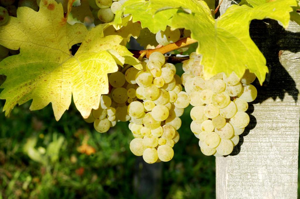 Zahrada ubytování Weinhof am Nussbaum