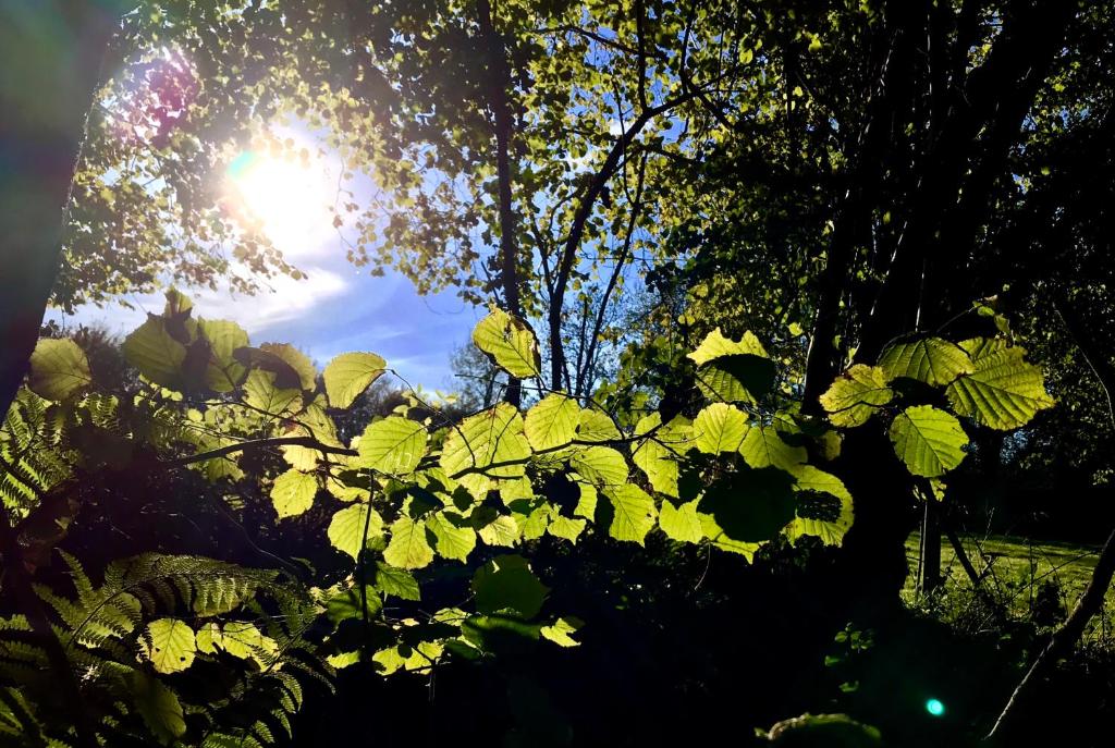 a view of the sun shining through some trees at La Bichurie in Feugères